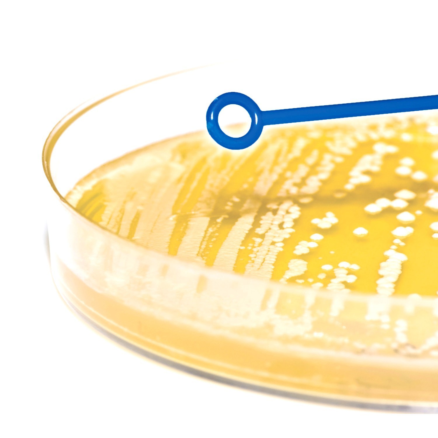 <p>Asas de inoculación de 10 uL ideales para transferir bacterias a un cultivo sin riesgo o contaminación. El uso del lado con circunferencia se utiliza para sembrar en el gel del cultivo y la parte con terminación de punta se utiliza para remover las colonias en el mismo.</p>
<ul><li>Fabricada en polipropileno</li>
	<li>Estériles</li>
</ul>