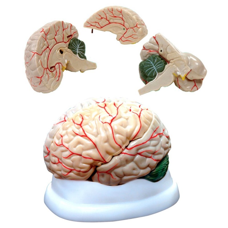 <p>Este es un excelente modelo de tamaño natural del cerebro humano para los estudiantes.</p>

<ul><li>Es <strong>desarmable en 3 partes</strong> y muestra todas las principales partes del cerebro, así como algunas estructuras vasculares.</li>
	<li>Viene con una base sólida.</li>
	<li><strong>Peso: 800 g.</strong></li>
	<li>Di<strong>mensiones: 18.7 x 17.5 x 17.5 cm.</strong></li>
</ul>